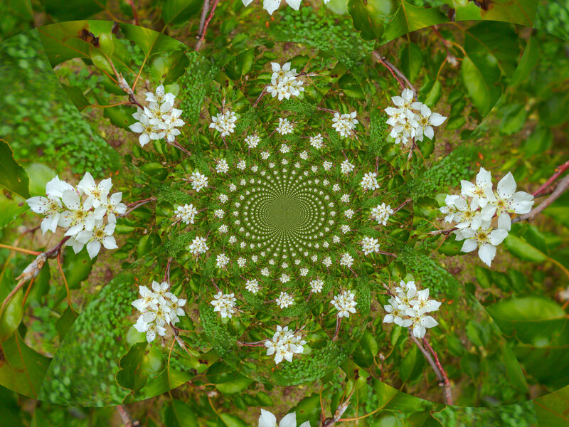 White Flowers on Tree — Green