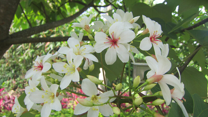 White Flowers on Tree — Serene, Afternoon, Photograph