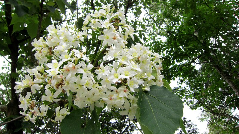 White Flowers on Tree — Serene, Afternoon
