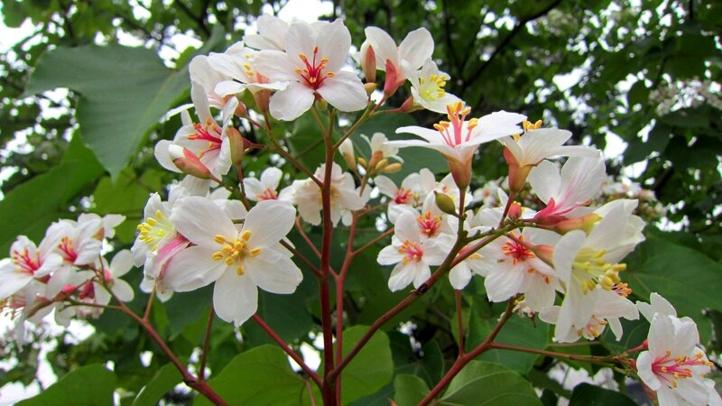 White Flowers on Tree — Serene
