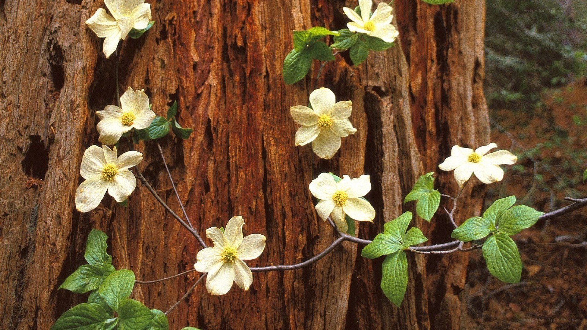 White flowers on tree trunk