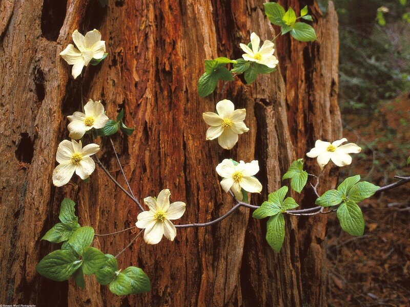 White flowers on tree trunk