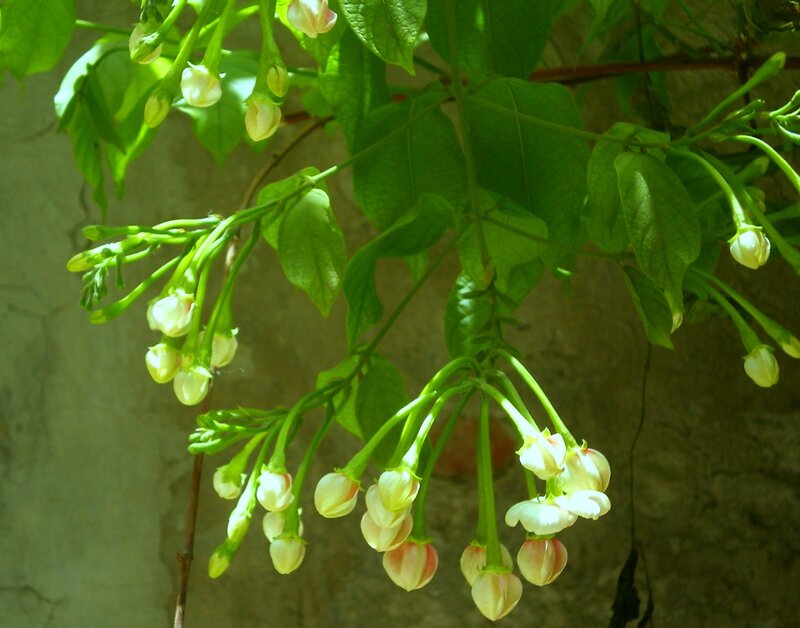 White Flowers on Vine