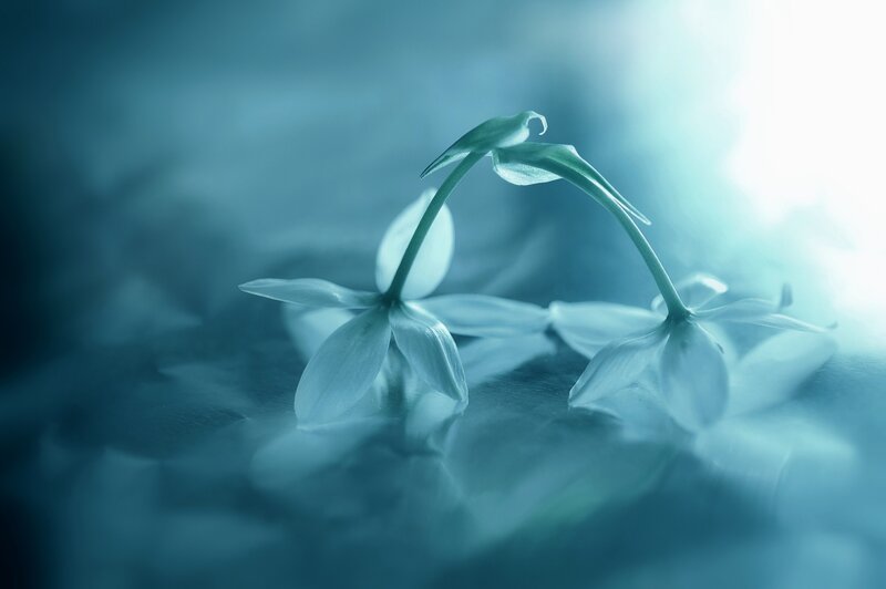 White Flowers on Water — Blue, Serene, Photograph, Reflection