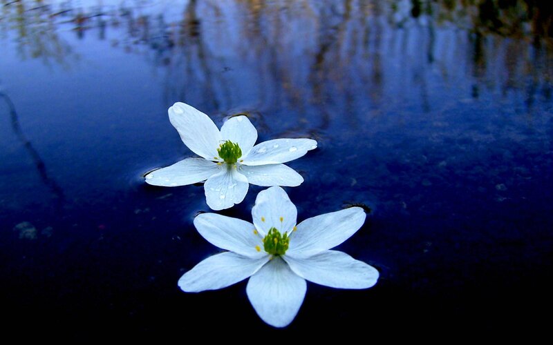 White Flowers on Water — Blue, Serene