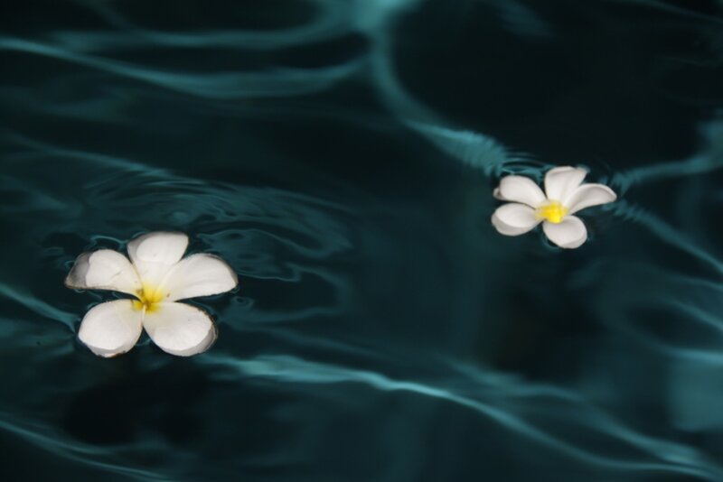White Flowers on Water — Blue