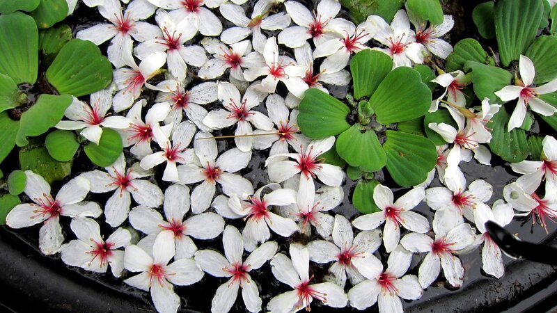White Flowers on Water — Calm, Photograph