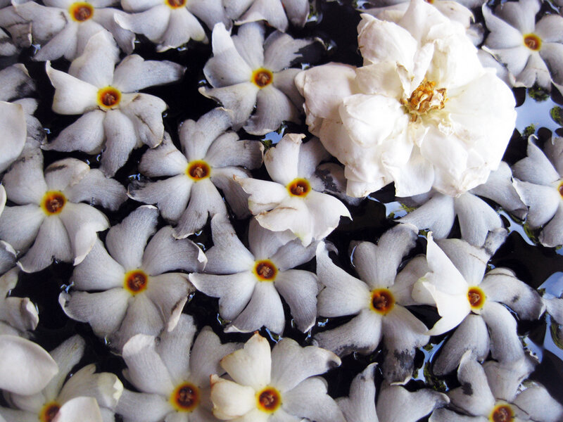 White Flowers on Water — Calm