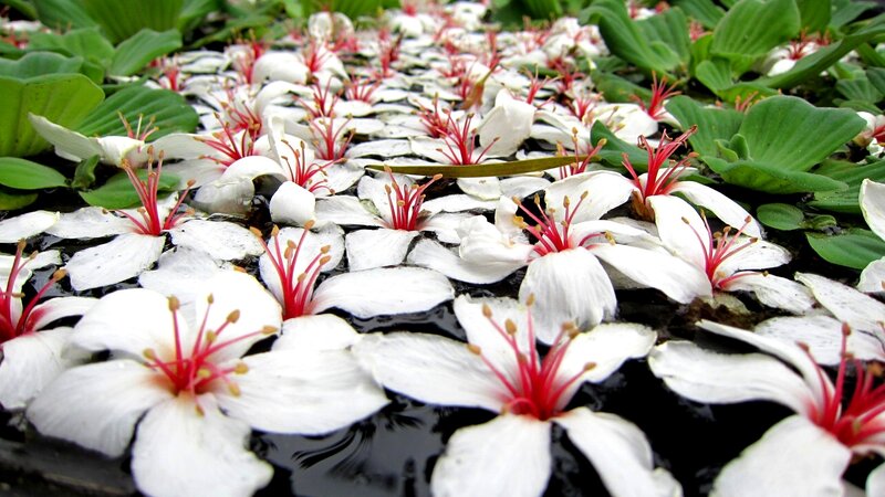 White Flowers on Water — Serene, Photograph, Green Leaves