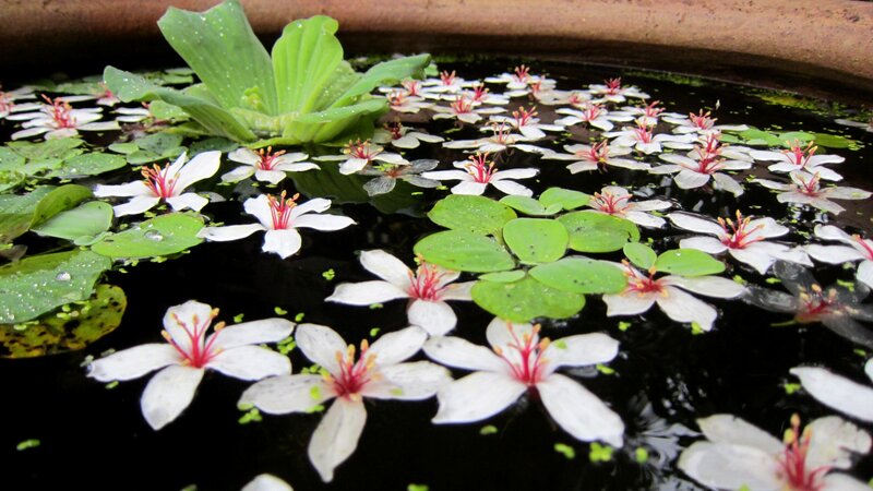 White Flowers on Water — Serene, Photograph