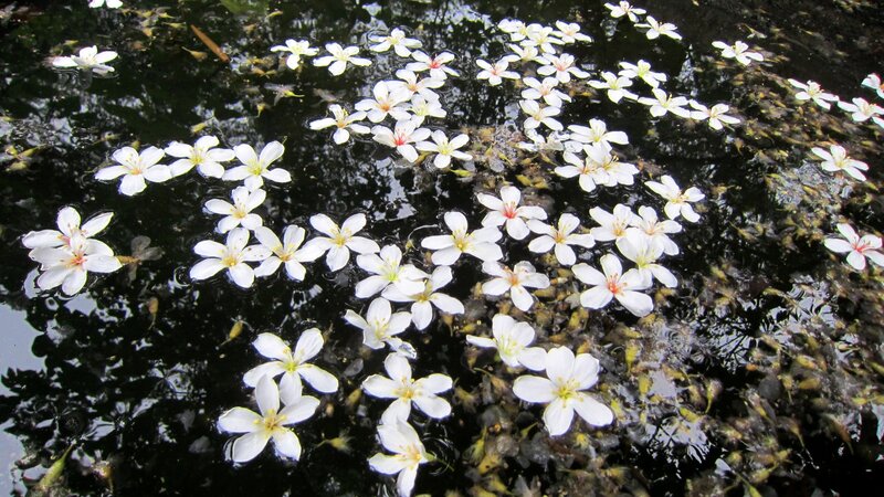 White Flowers on Water — Serene, Spring