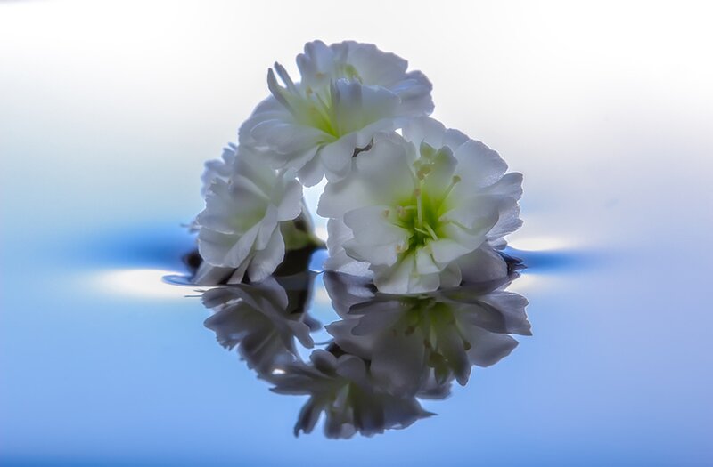 White Flowers on Water — Serene