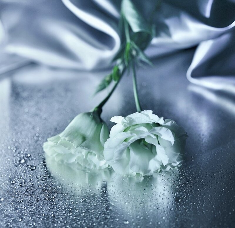 White Flowers on Wet Surface — Serene