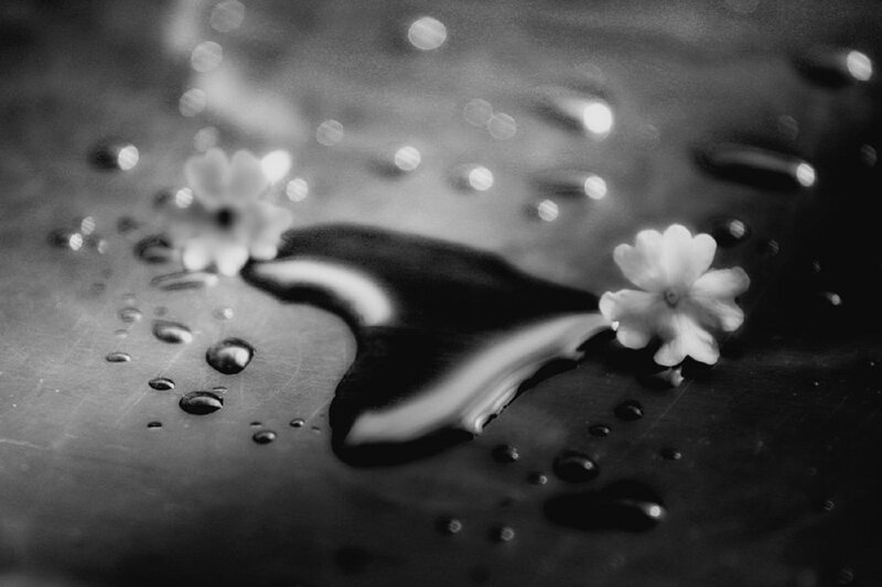 White Flowers on Wet Surface
