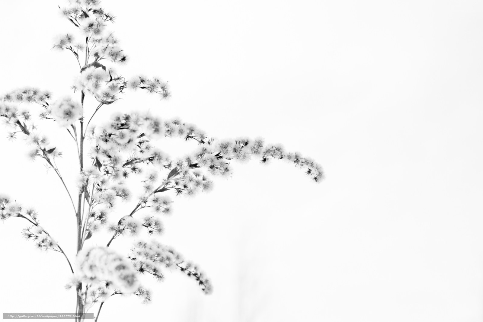 white flowers on white background