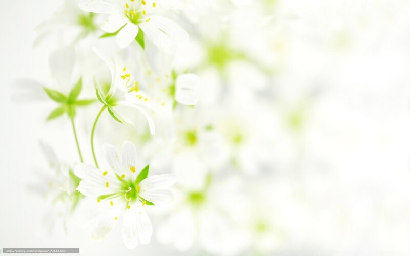 white flowers on white background