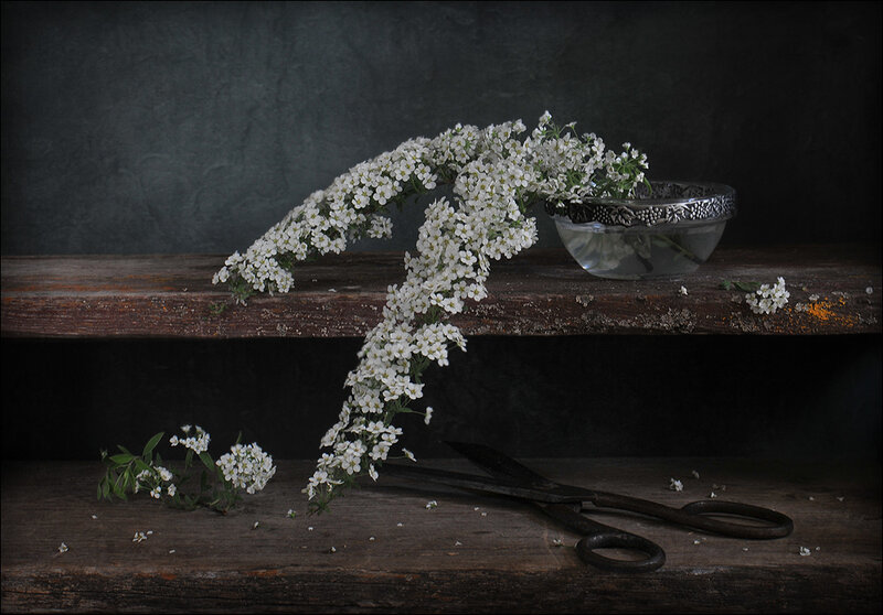 White Flowers on Wood — Black