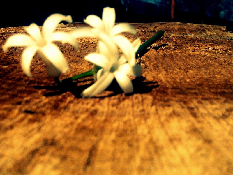 White Flowers on Wood — Brown, Dramatic