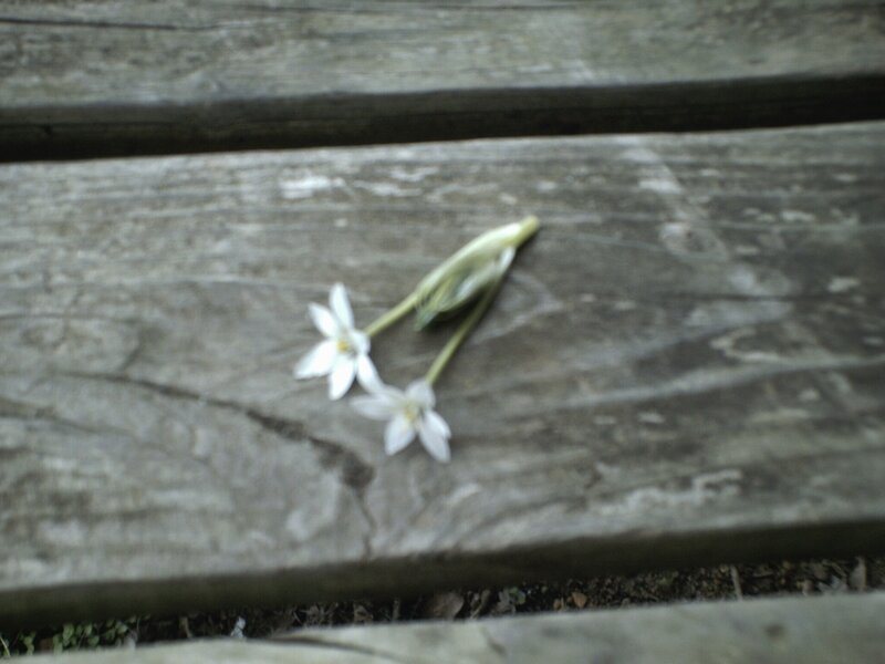 White Flowers on Wood — Gray