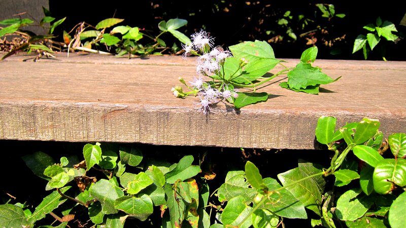 White Flowers on Wood — Green