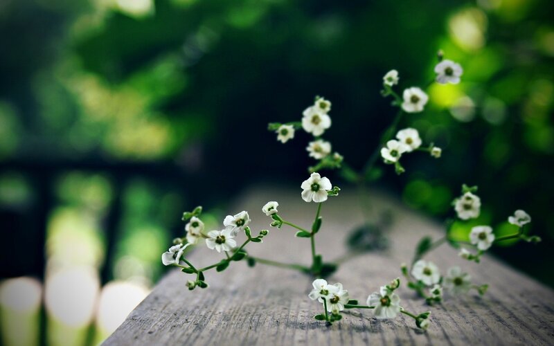 White Flowers on Wood — Serene