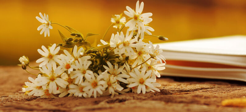White Flowers on Wood — Yellow