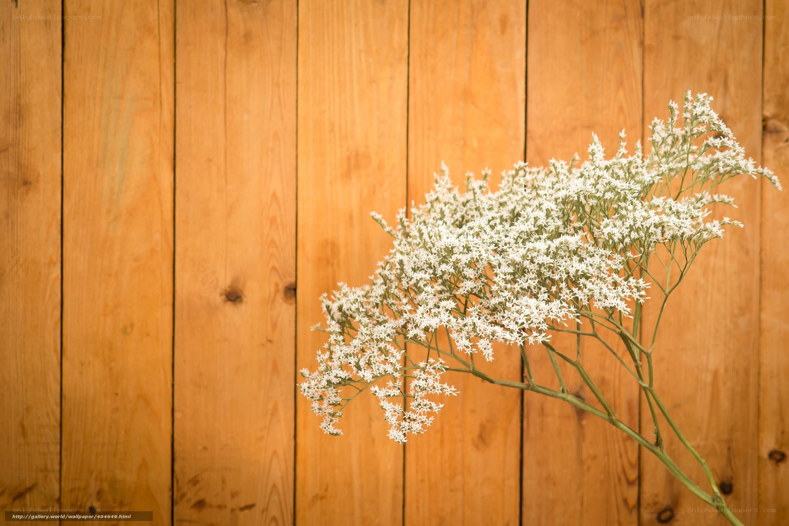 White flowers on wood