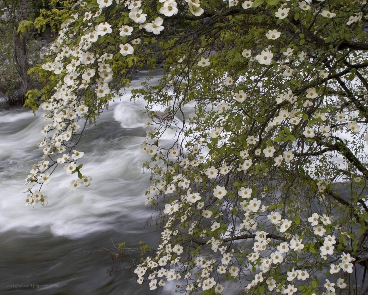 White flowers over a rushing river