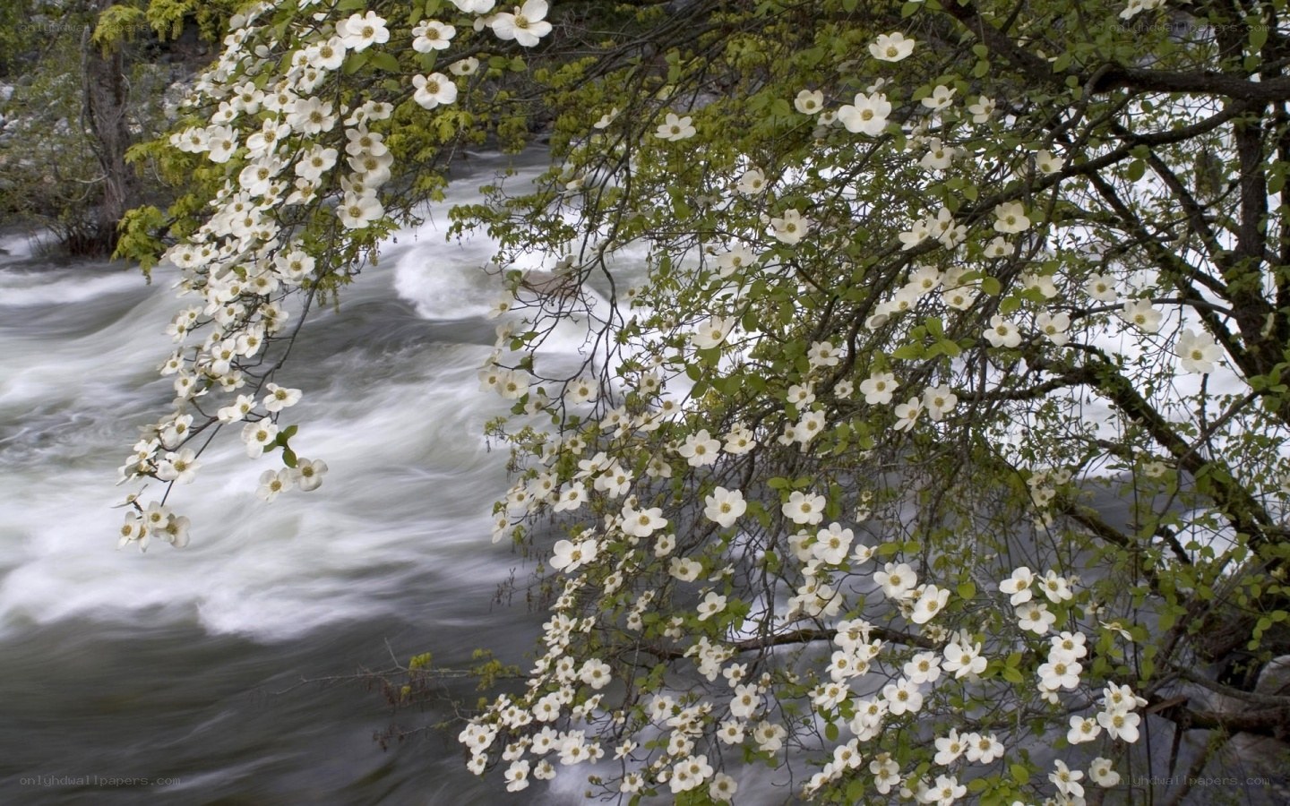 White flowers over a rushing river
