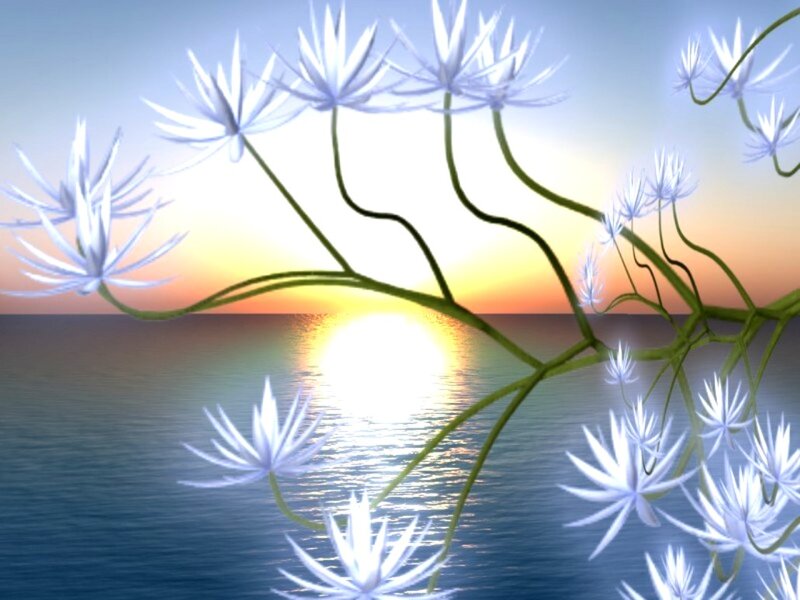 White Flowers over Water
