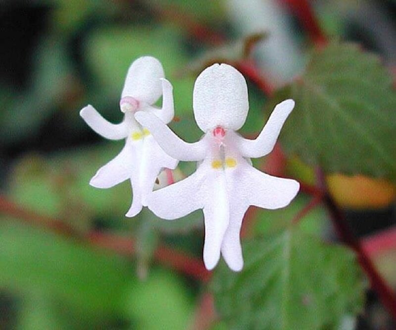White Flowers Shaped Like Figures