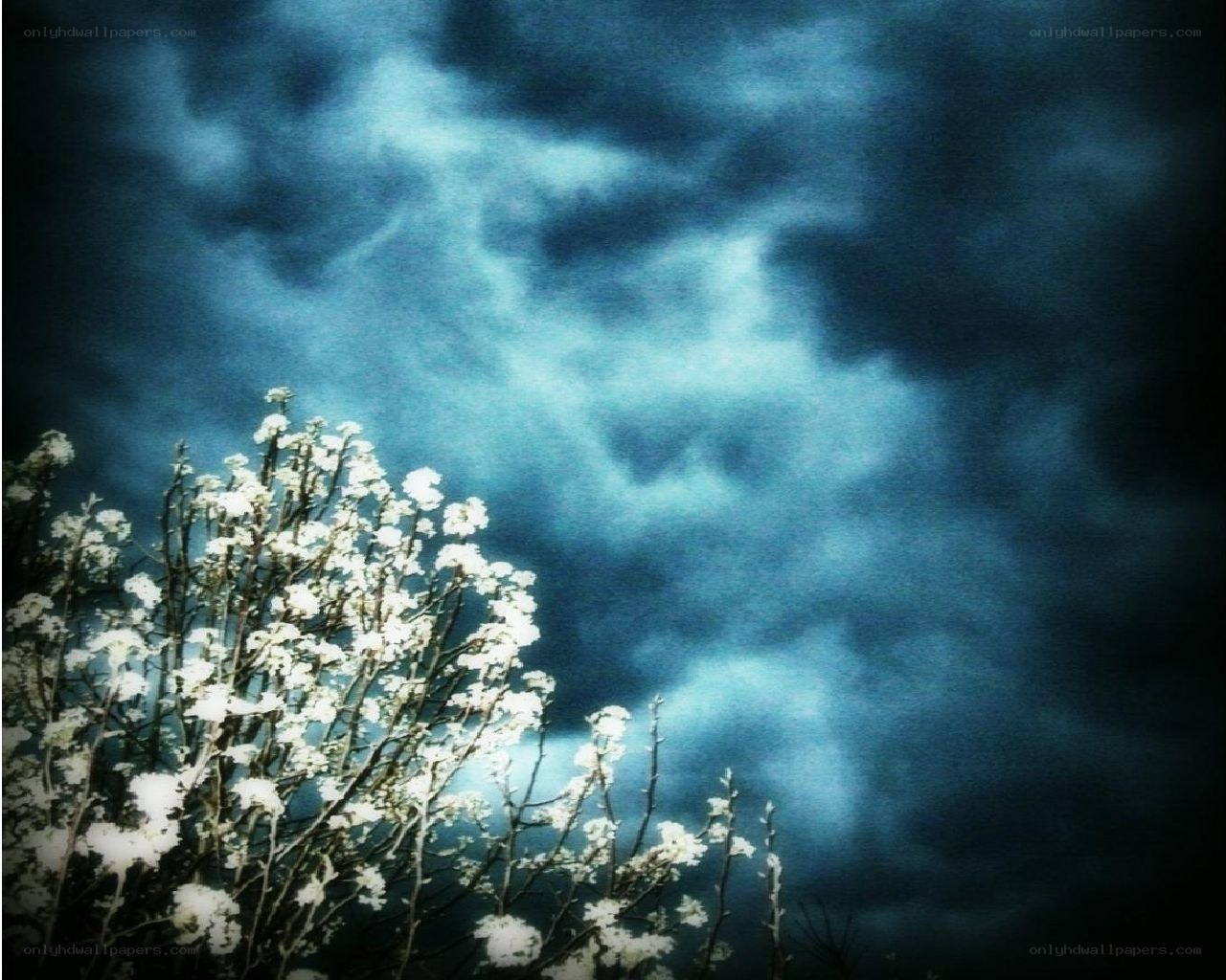 White flowers under a stormy sky
