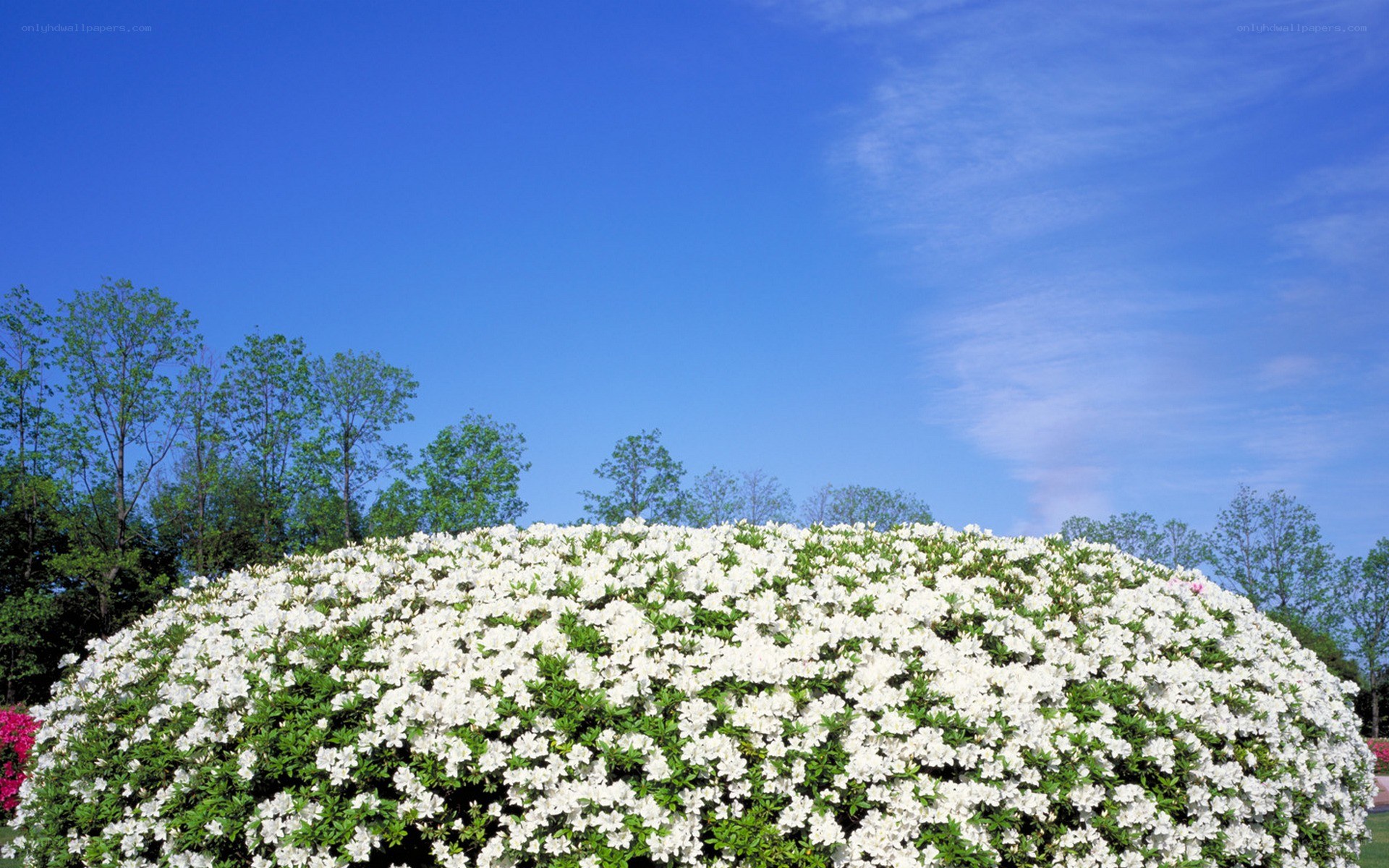 White flowers under blue sky