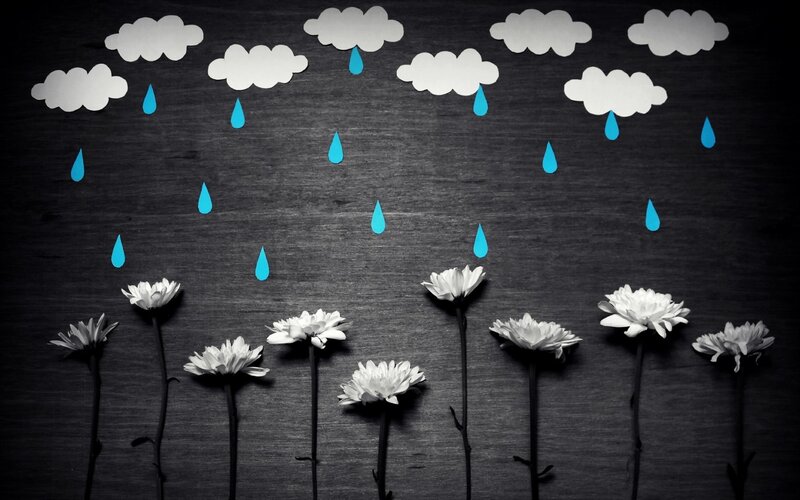 White Flowers under Rain