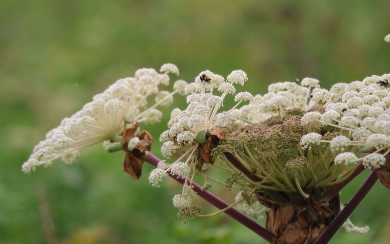 White flowers with a bee