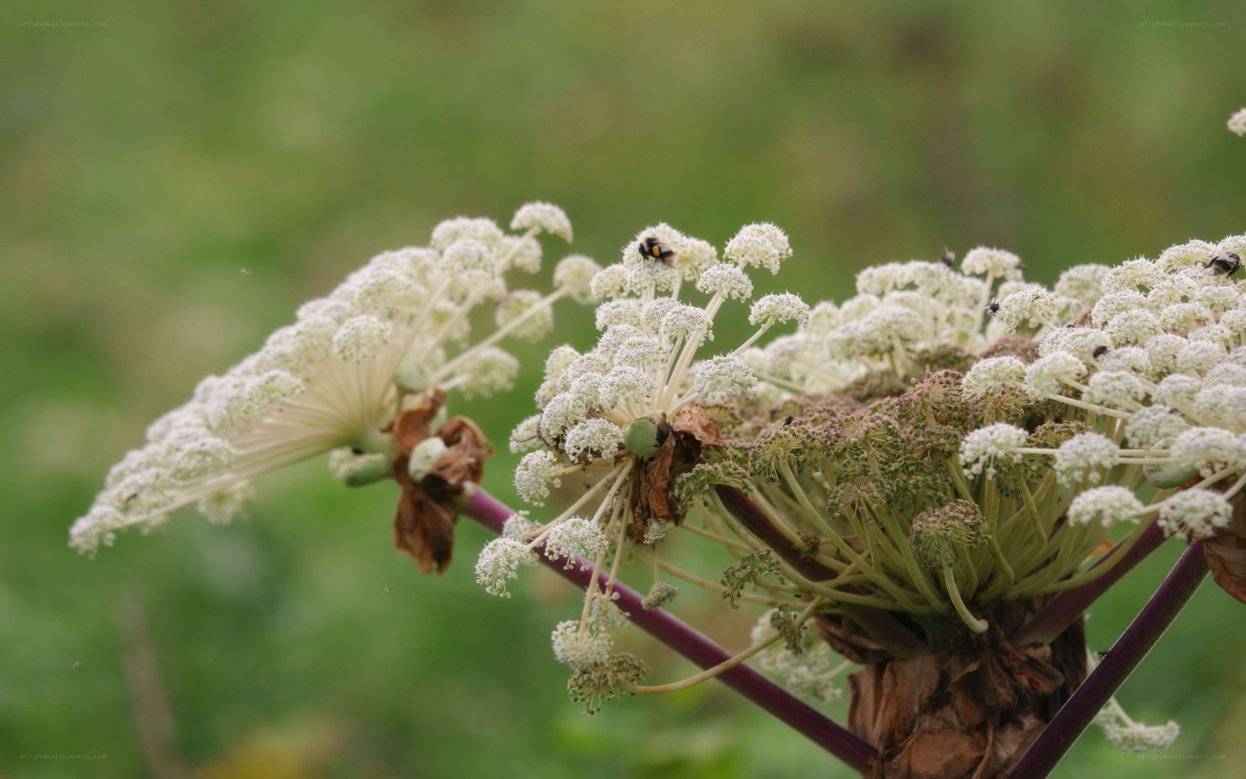 White flowers with a bee