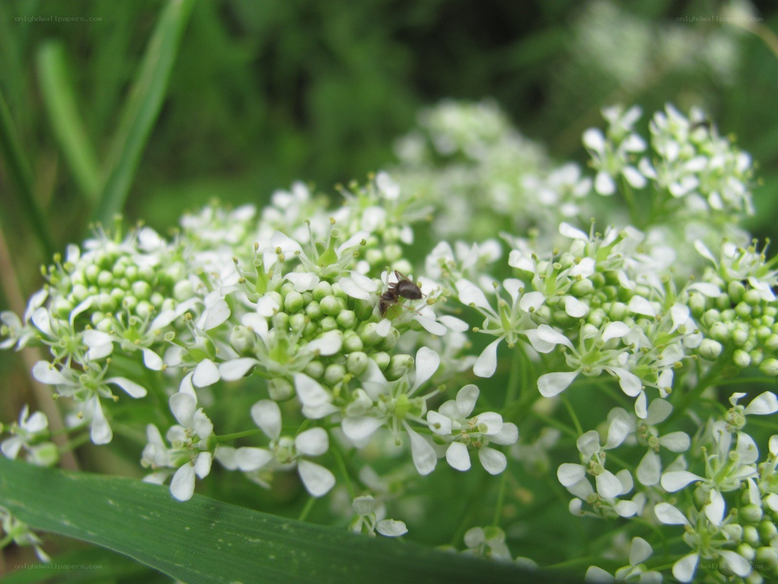 White flowers with a bee
