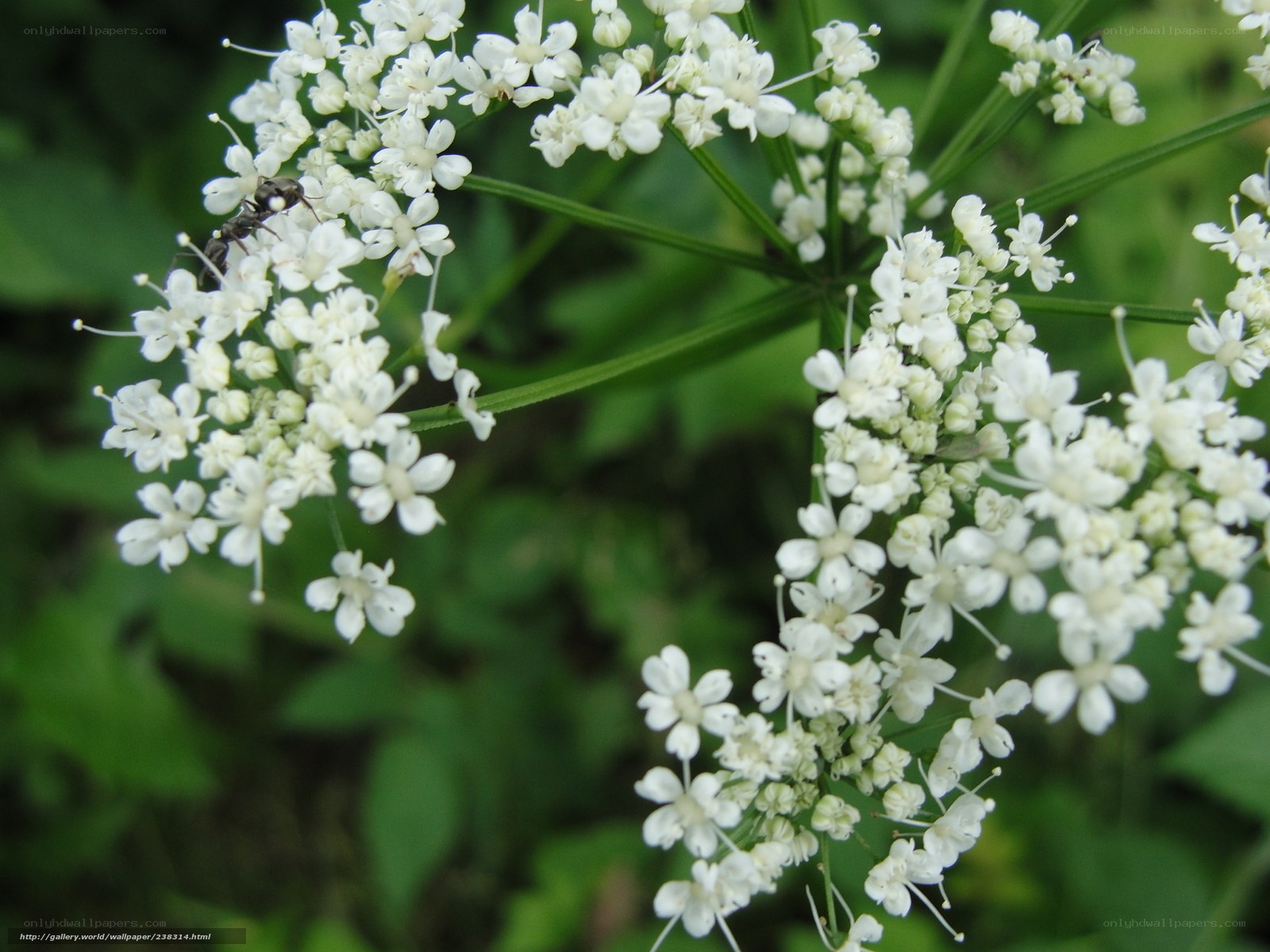 white flowers with an ant
