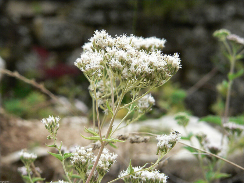 white flowers with bee