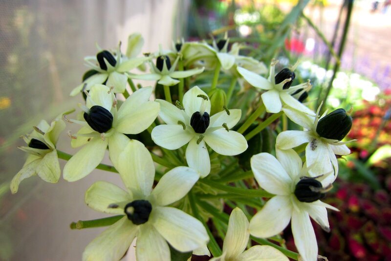 White Flowers with Black Centers
