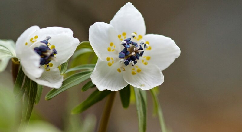 White Flowers with Blue Centers