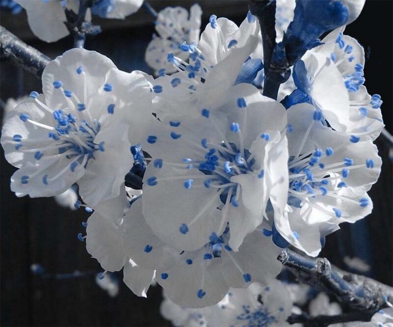 White Flowers with Blue Stamens