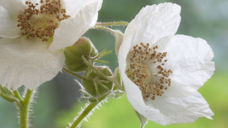 White flowers with brown stamens