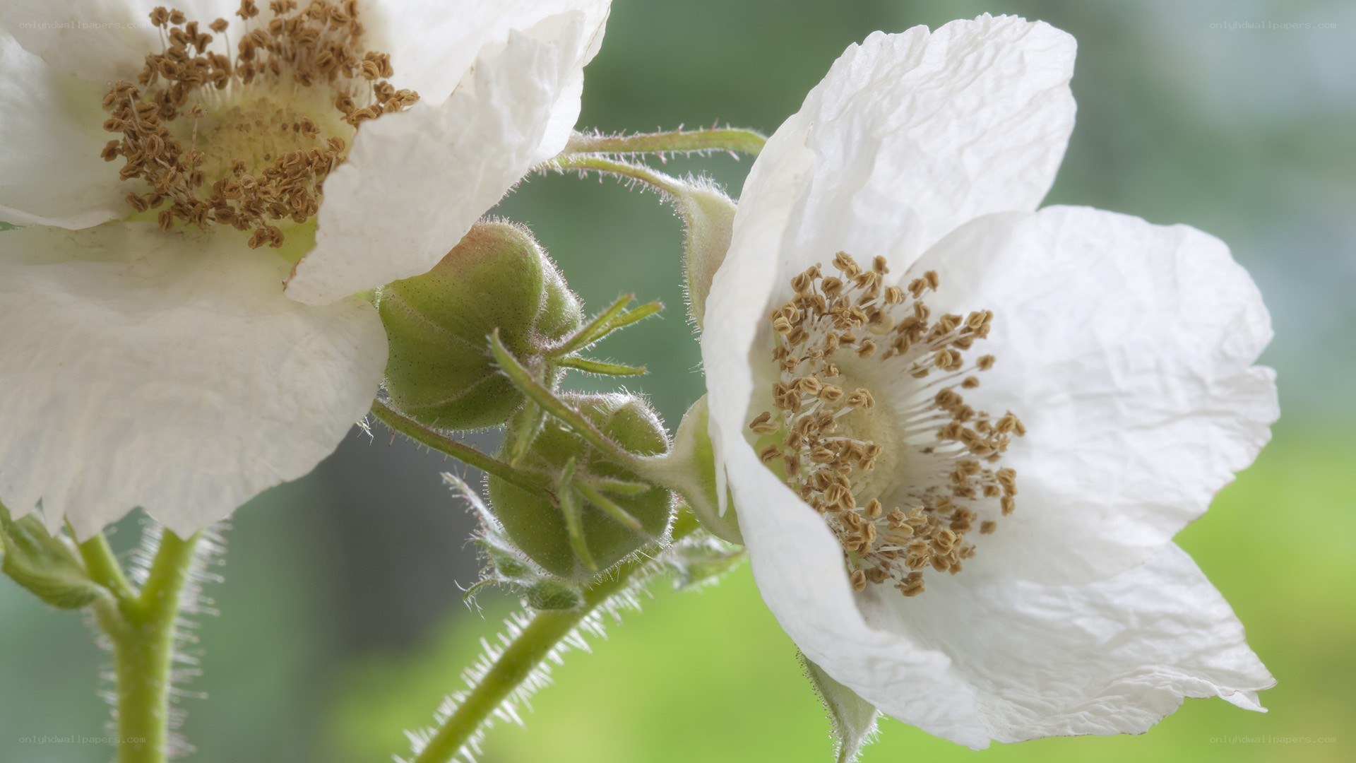 White flowers with brown stamens