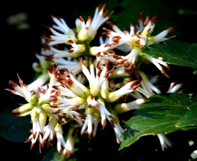 white flowers with brown tips
