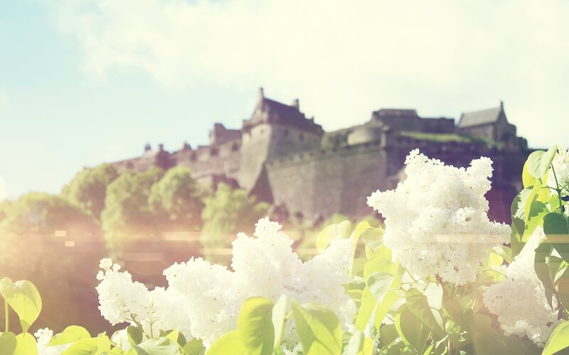 White flowers with castle in background