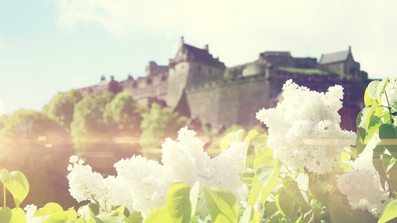 White flowers with castle in background