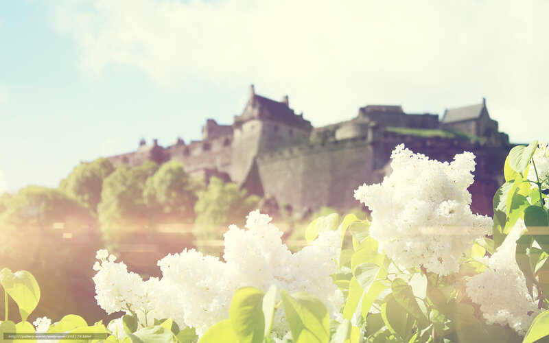 White flowers with castle in background