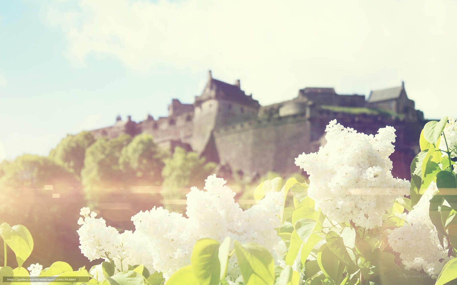 White flowers with castle in background