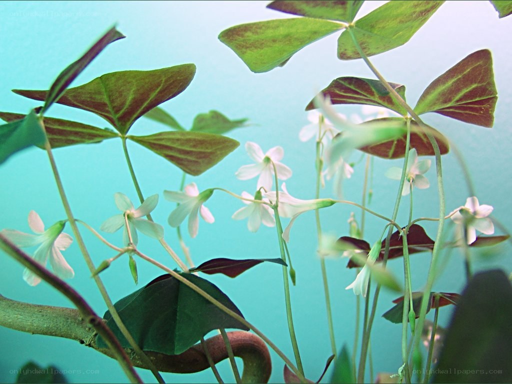 White flowers with clover leaves